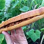 Bánh Mì Việt Nam Tại Mỹ